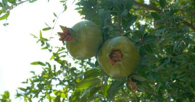 close up of two pomegranates hanging on branch video