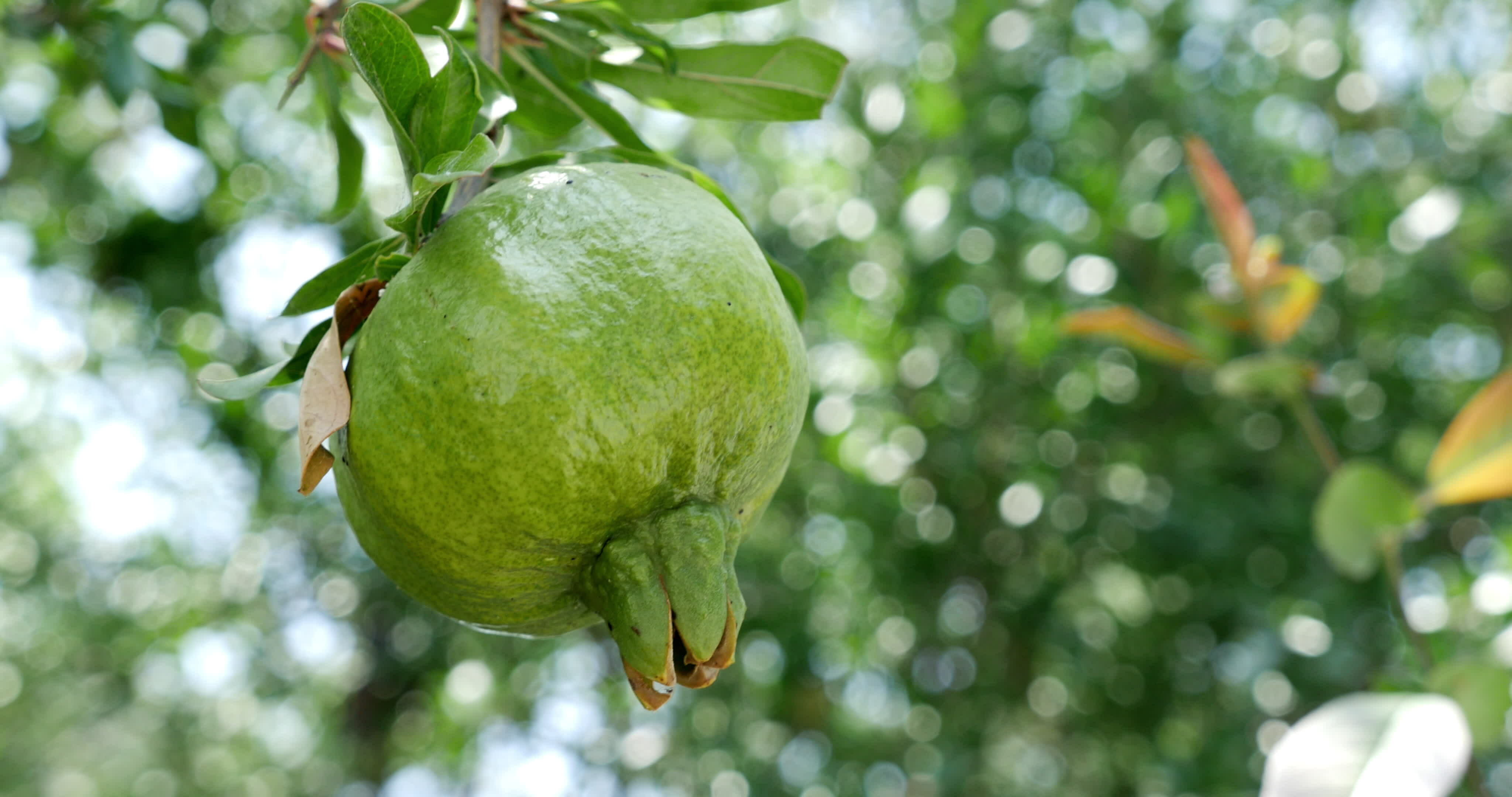 Unripe Pomegranate?  Learn How To Tell & What To Do Next! - 97mp60e