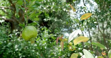 grön granatäpple på de gren video