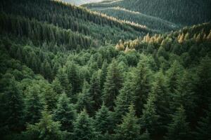 Healthy green trees in a forest of old spruce, fir and pine. AI generated photo