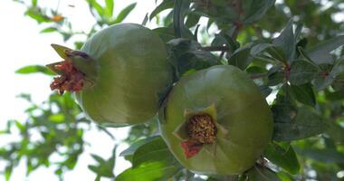 fruta de granada en la rama de un árbol video