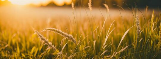 Wild grass in the forest at sunset. Macro image, shallow depth of field. Abstract summer nature background. Vintage filter. AI generated photo