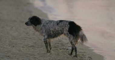 disperso cachorro vagando às a beira-mar video