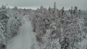 aérien vue de hiver camp dans pin forêt video