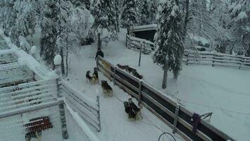 équitation à chien une luge dans hiver les bois, aérien vue video