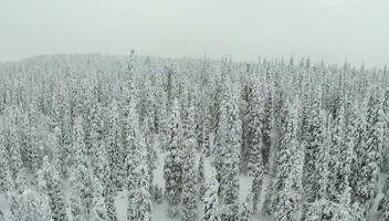 winter landschap met sneeuw gedekt pijnboom bomen video