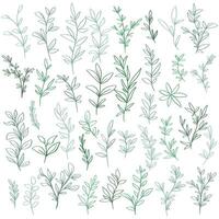 Big set of botanical herbal elements vector