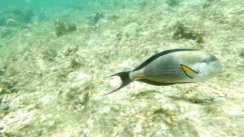 shohal cirurgião peixe acanthurus sohal video