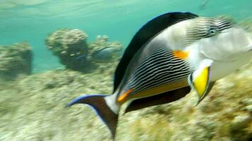 sohal Surgeonfish auf das Koralle Riff video