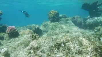 coral recife moradores dentro vermelho mar video