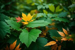 Earth Day and World Environment Day, Beautiful leaves. Pro Photo