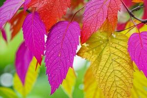 Earth Day and World Environment Day, Beautiful leaves. Pro Photo