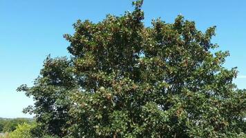 High Angle Close Up View of Tree and Branches video