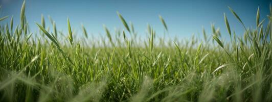 Green grass on blue clear sky, spring nature theme. Panorama. AI generated photo