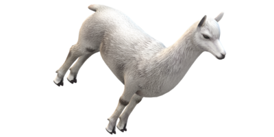 Alpaca isolated on a Transparent Background png