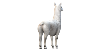 Alpaca isolated on a Transparent Background png