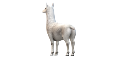 Alpaca isolated on a Transparent Background png