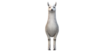 alpaca aislado en un transparente antecedentes png