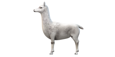 Alpaca isolated on a Transparent Background png