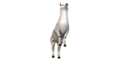 alpaca geïsoleerd Aan een transparant achtergrond png