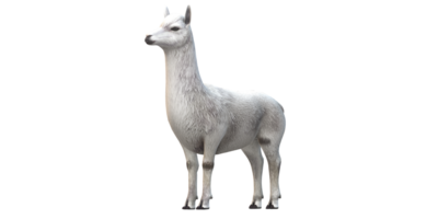 alpaca geïsoleerd Aan een transparant achtergrond png