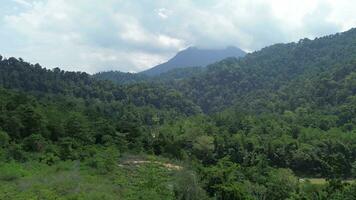 aerial view of tropical rainforest. The forest is in the Nani Wartabone National Park area video