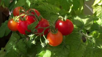 Cherry tomatoes, small red vegetables on a branch illuminated by the summer sun video