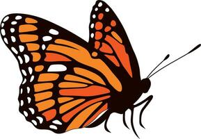 Vector orange monarch butterfly. A beautiful insect with large colored wings. Drawing of a flying beetle