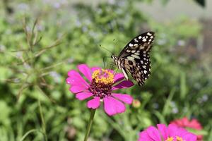 Butterfly and flowers in nature. photo