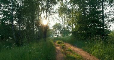 caminando en el bosque a puesta de sol video