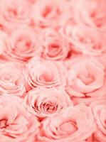 fondo de rosas rosadas foto
