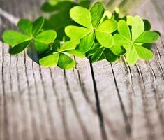 Fresh clover leaves over wooden background photo