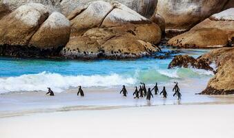 Wild South African penguins photo