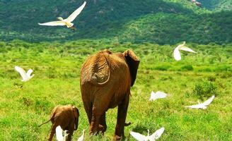 Family of elephants in the wild photo