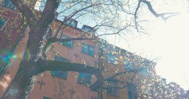 calle escena con antiguo casa, árbol y brillante luz de sol video