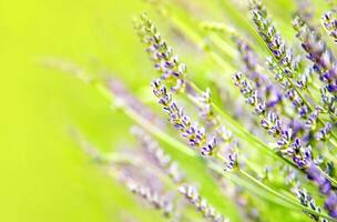 Fresh lavender field photo