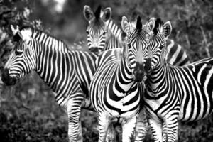 Family of a wild African zebras photo