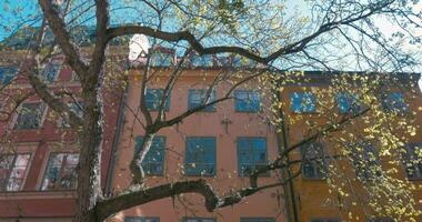 grande árbol en primavera hora con edificios video