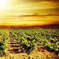 Bright sunset at vineyard photo