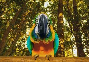 Macaw parrot portrait photo
