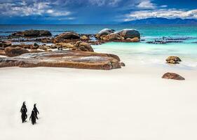 Wild South African penguins photo