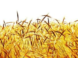 Golden wheat field photo