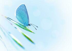 Beautiful butterfly outdoors photo