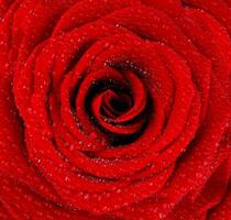 Red wet rose background photo