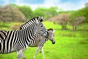 Wild zebras of African continent photo