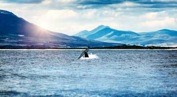 South African whale in the water photo