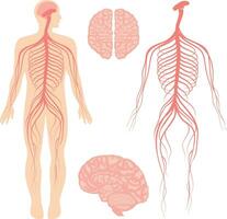 humano cerebro y central y periférico nervioso sistema para doctores y cirujanos aislado en blanco antecedentes vector