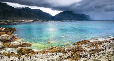 Beautiful landscape with wild penguins photo