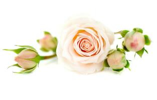 Fresco cremoso beige rosas foto