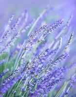 campo de flores de lavanda foto